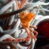 20030906-037-Araignee-anemones